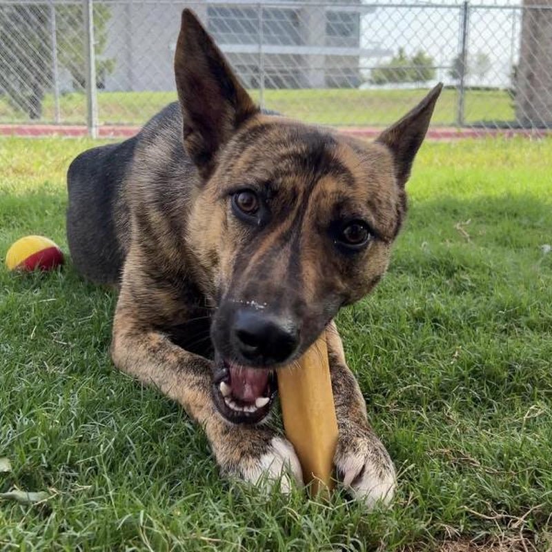 Mighty Paw Yak Cheese Dog Chews: All - Natural Treats for Your Pup - AuraPetsMighty Paw Yak Cheese Dog Chews: All - Natural Treats for Your PupAuraPets